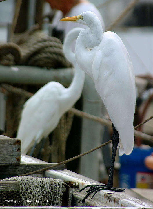 (40) Dscf1079.jpg   (528x720)   197 Kb                                    Click to display next picture