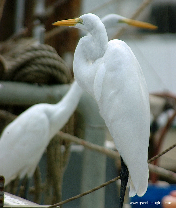 (41) Dscf1080.jpg   (612x720)   201 Kb                                    Click to display next picture