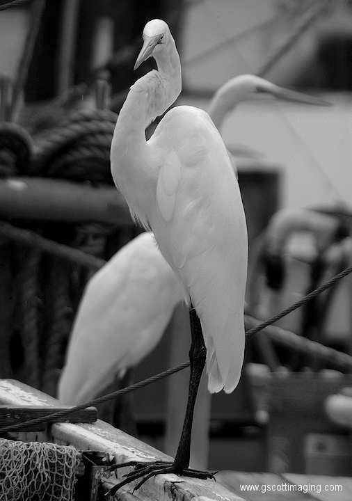 (44) Dscf1084.jpg   (506x720)   130 Kb                                    Click to display next picture