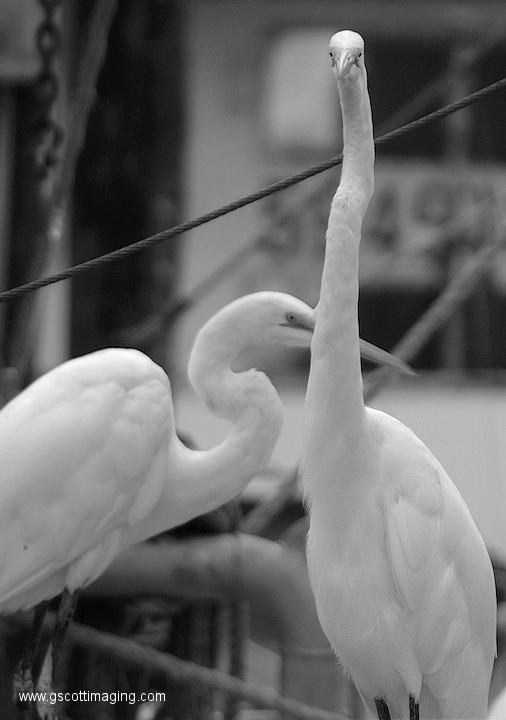 (47) Dscf1087.jpg   (506x720)   116 Kb                                    Click to display next picture