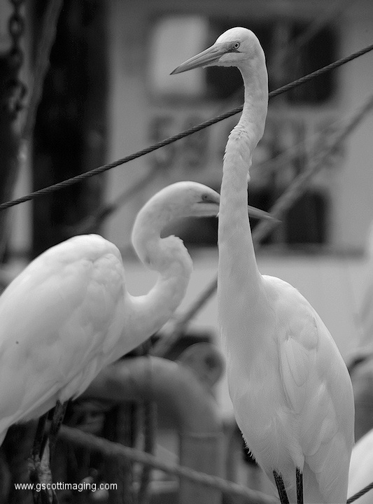 (48) Dscf1088.jpg   (533x720)   124 Kb                                    Click to display next picture