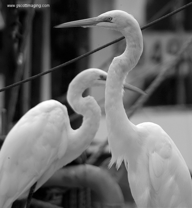 (49) Dscf1090.jpg   (666x720)   163 Kb                                    Click to display next picture