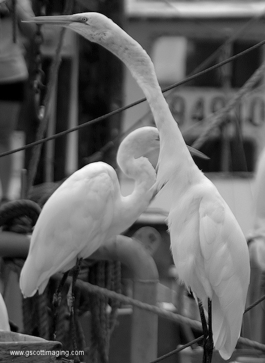 (50) Dscf1091.jpg   (526x720)   134 Kb                                    Click to display next picture