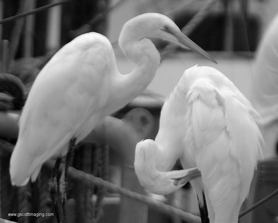 (51) Dscf1092.jpg   (896x720)   210 Kb                                    Click to display next picture