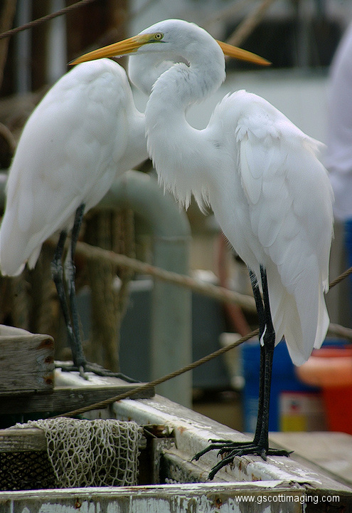 (52) Dscf1094.jpg   (495x720)   186 Kb                                    Click to display next picture