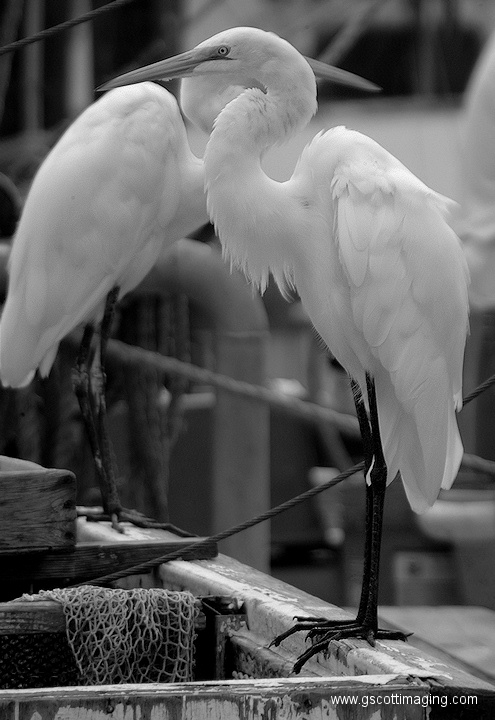 (53) Dscf1094.jpg   (495x720)   140 Kb                                    Click to display next picture