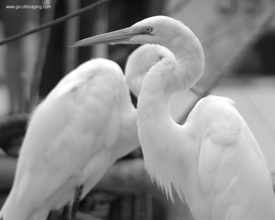 (55) Dscf1096.jpg   (902x720)   208 Kb                                    Click to display next picture