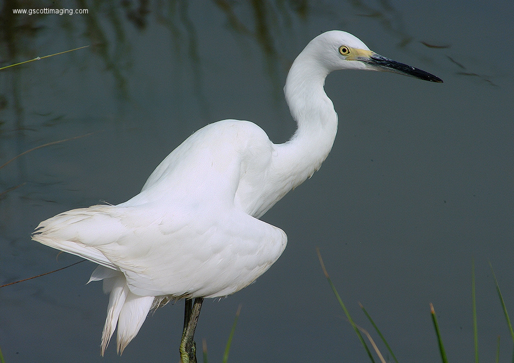 (56) Dscf2055.jpg   (1000x661)   502 Kb                                    Click to display next picture