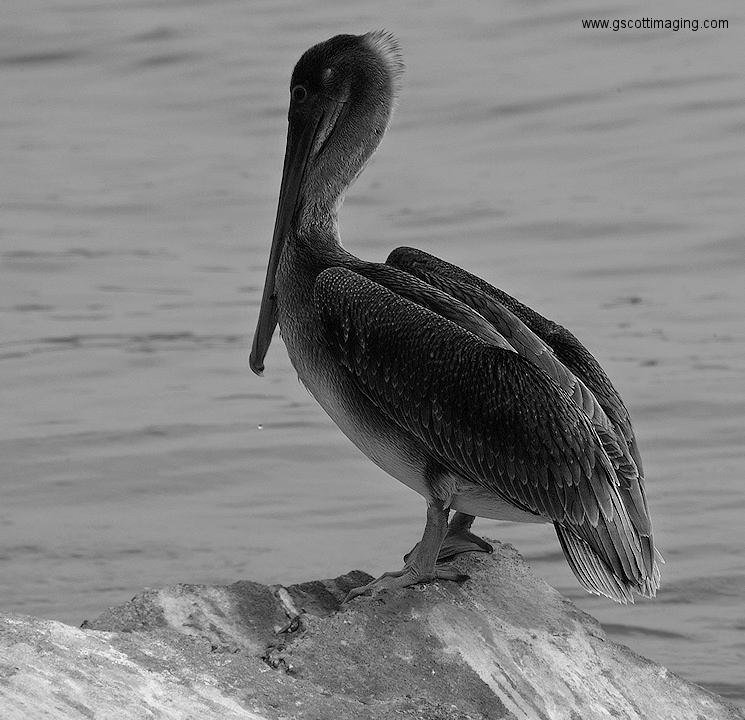 (59) Dscf1043.jpg   (745x720)   225 Kb                                    Click to display next picture