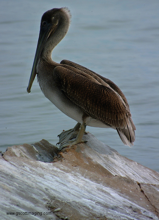 (60) Dscf1047.jpg   (520x720)   193 Kb                                    Click to display next picture