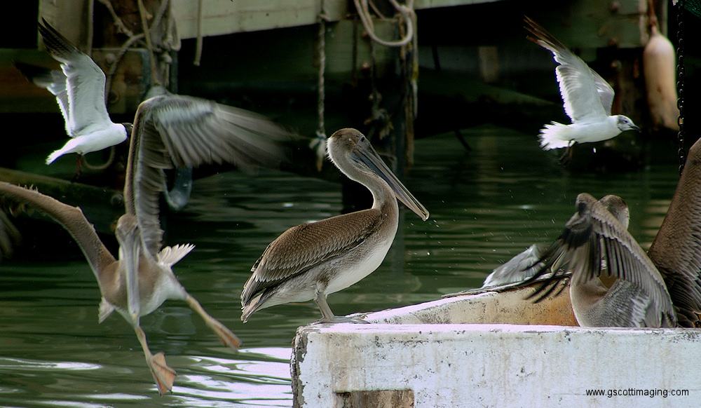 (61) Dscf1156.jpg   (1000x582)   330 Kb                                    Click to display next picture