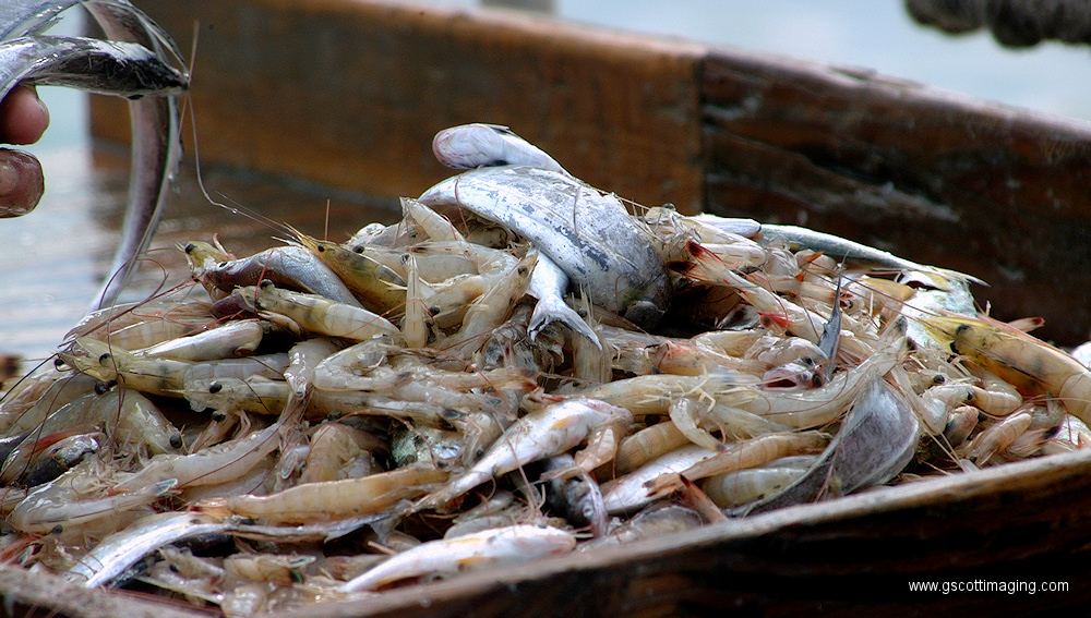 (62) Dscf1143.jpg   (1000x567)   379 Kb                                    Click to display next picture