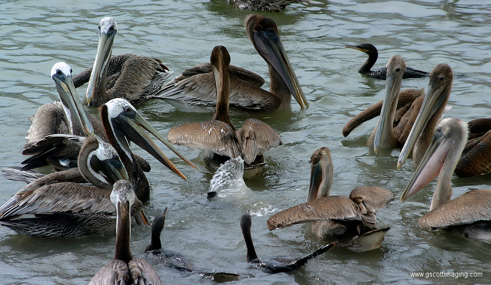 (63) Dscf1118.jpg   (1000x580)   440 Kb                                    Click to display next picture