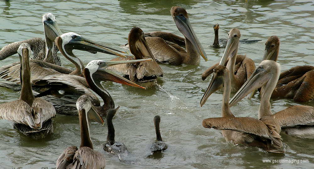 (64) Dscf1119.jpg   (1000x540)   425 Kb                                    Click to display next picture