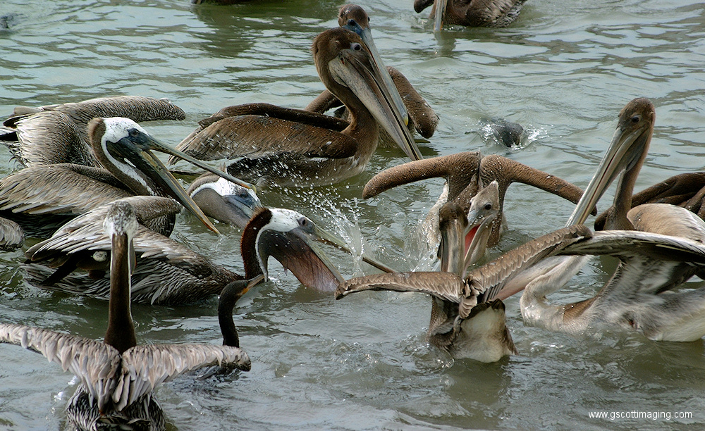 (65) Dscf1120.jpg   (1000x612)   469 Kb                                    Click to display next picture