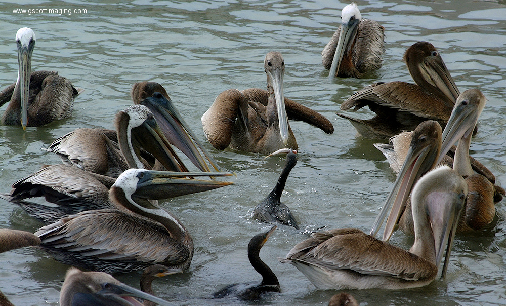 (67) Dscf1124.jpg   (1000x604)   446 Kb                                    Click to display next picture