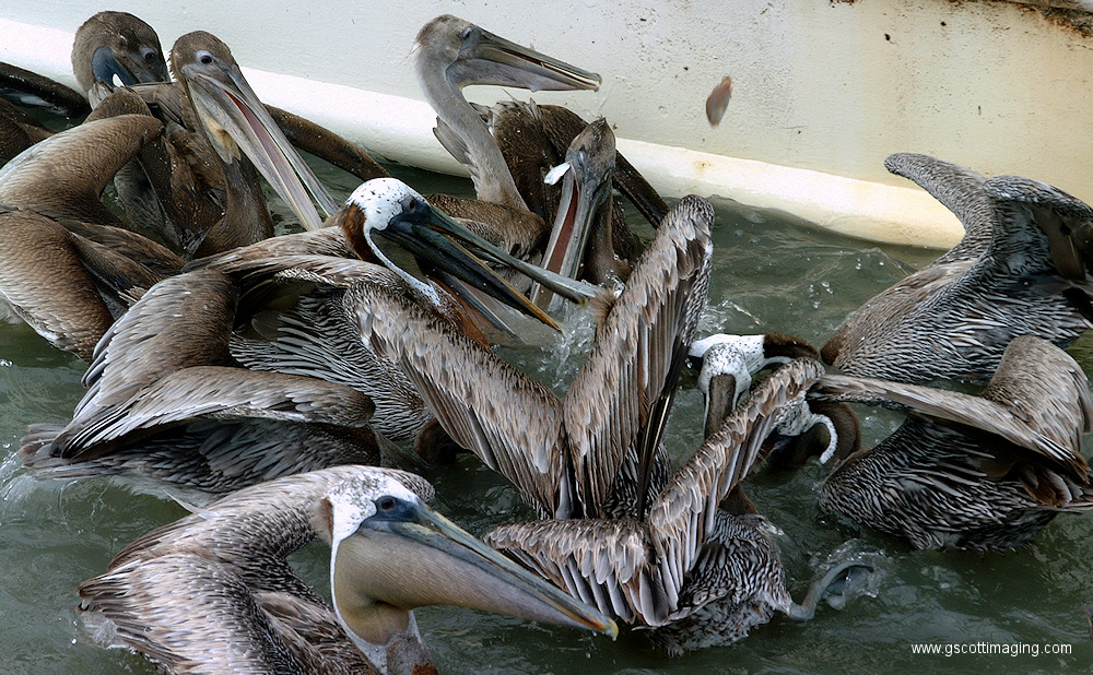 (69) Dscf1145.jpg   (1000x618)   481 Kb                                    Click to display next picture