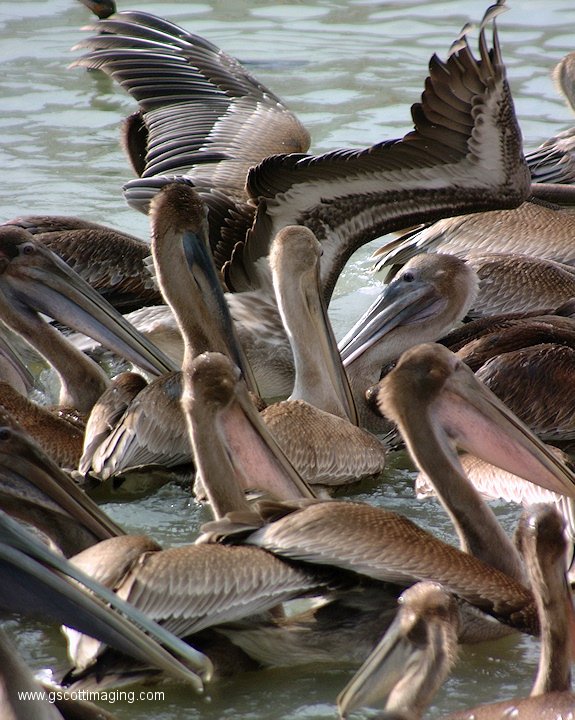 (70) Dscf2001.jpg   (575x720)   280 Kb                                    Click to display next picture