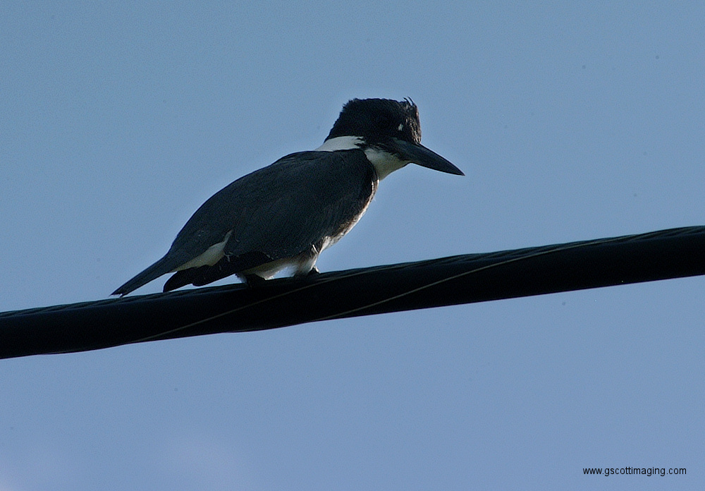 (71) Dscf2058.jpg   (1000x696)   263 Kb                                    Click to display next picture