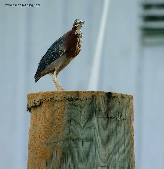 (73) Dscf3002.jpg   (697x720)   247 Kb                                    Click to display next picture