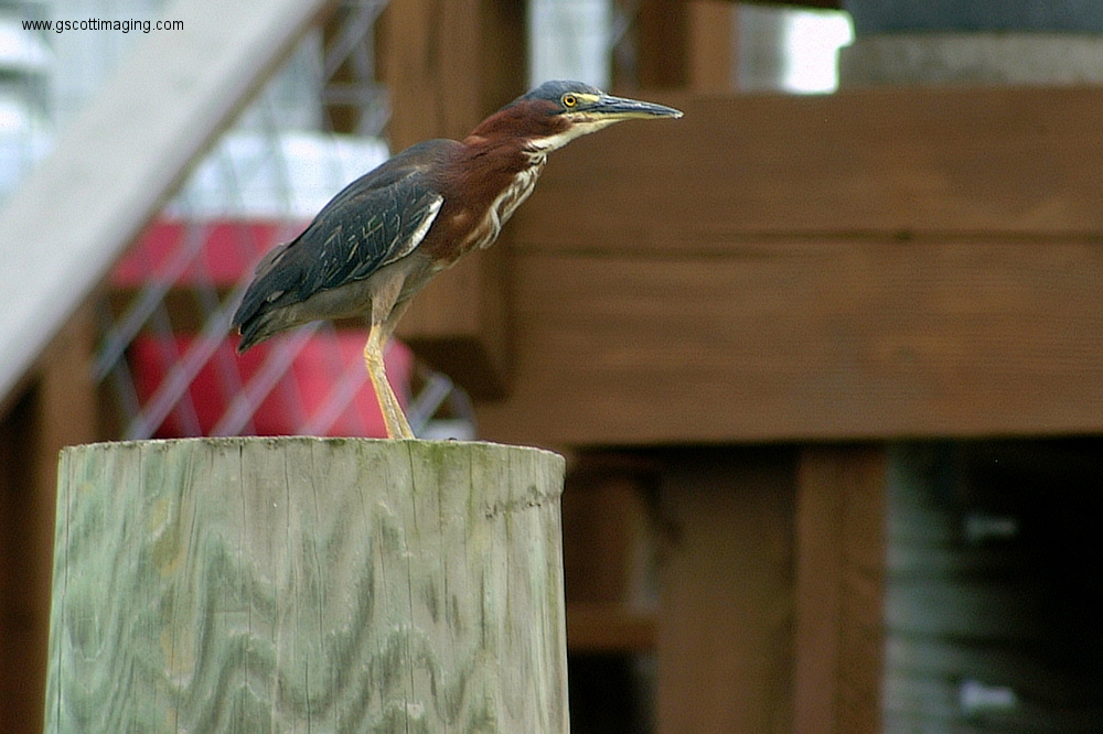 (75) Dscf3007.jpg   (1000x666)   304 Kb                                    Click to display next picture