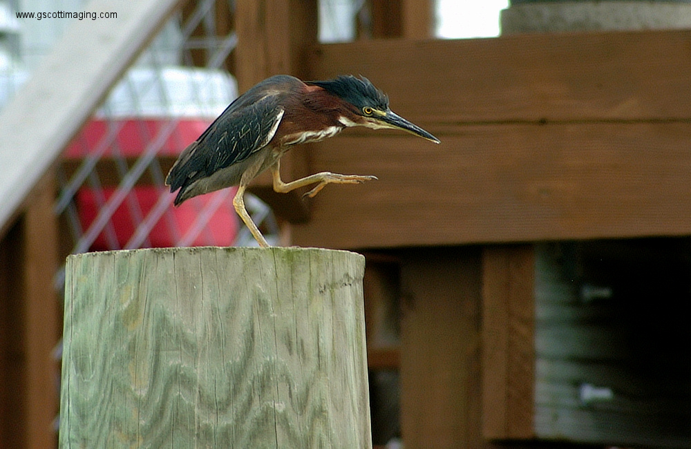 (76) Dscf3009.jpg   (1000x650)   314 Kb                                    Click to display next picture