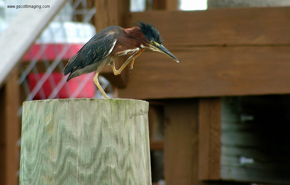 (77) Dscf3010.jpg   (1000x637)   311 Kb                                    Click to display next picture