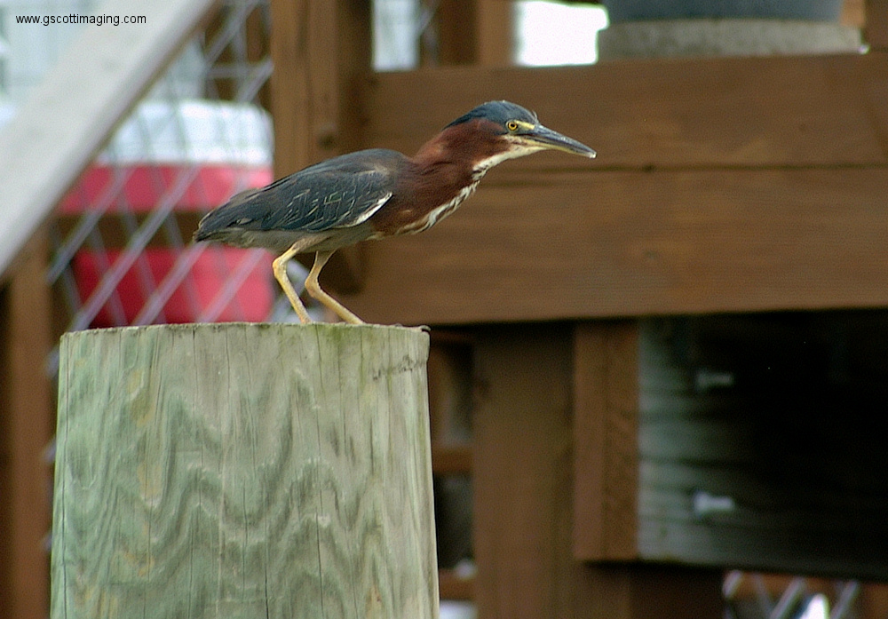 (78) Dscf3011.jpg   (1000x697)   321 Kb                                    Click to display next picture