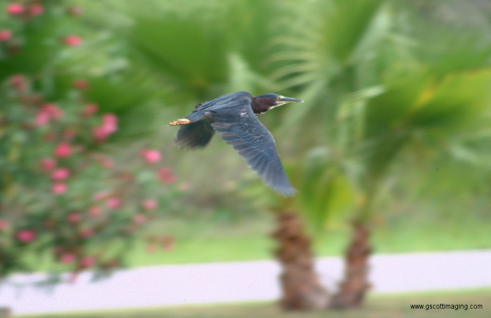 (80) Dscf3013.jpg   (1000x648)   273 Kb                                    Click to display next picture