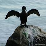 (02) Dscf1036.jpg    (711x720)    303 KB                              click to see enlarged picture