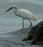 (05) Dscf1016.jpg    (672x720)    258 KB                              click to see enlarged picture