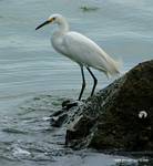 (06) Dscf1021.jpg    (667x720)    289 KB                              click to see enlarged picture