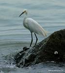 (07) Dscf1022.jpg    (645x720)    274 KB                              click to see enlarged picture