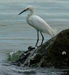 (08) Dscf1024.jpg    (663x720)    269 KB                              click to see enlarged picture