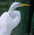 (22) Dscf1067.jpg    (683x720)    254 KB                              click to see enlarged picture