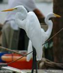 (39) Dscf1072.jpg    (626x720)    211 KB                              click to see enlarged picture