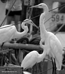 (46) Dscf1086.jpg    (635x720)    166 KB                              click to see enlarged picture