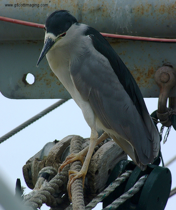 (01) Dscf1100.jpg   (604x720)   244 Kb                                    Click to display next picture