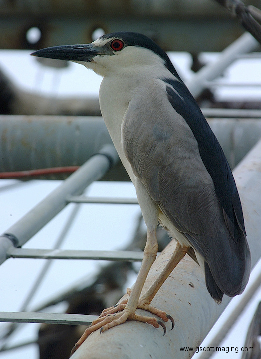 (03) Dscf1106.jpg   (523x720)   176 Kb                                    Click to display next picture