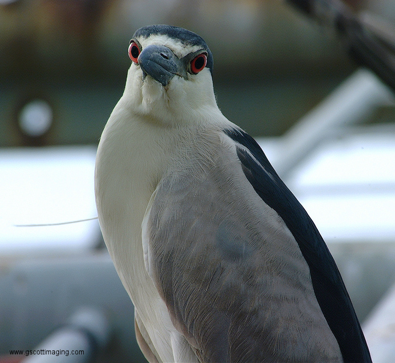 (05) Dscf1111.jpg   (783x720)   284 Kb                                    Click to display next picture