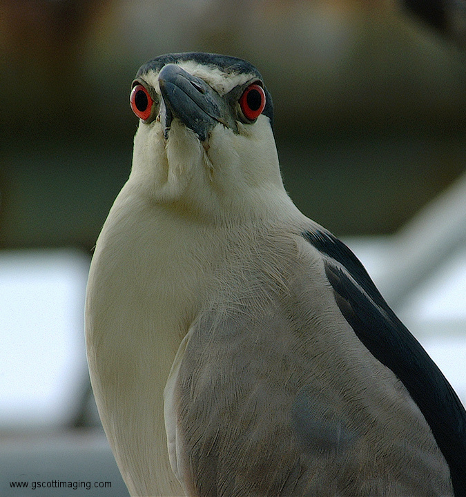 (06) Dscf1112.jpg   (675x720)   280 Kb                                    Click to display next picture