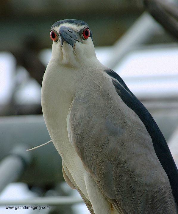 (07) Dscf1114.jpg   (598x720)   198 Kb                                    Click to display next picture