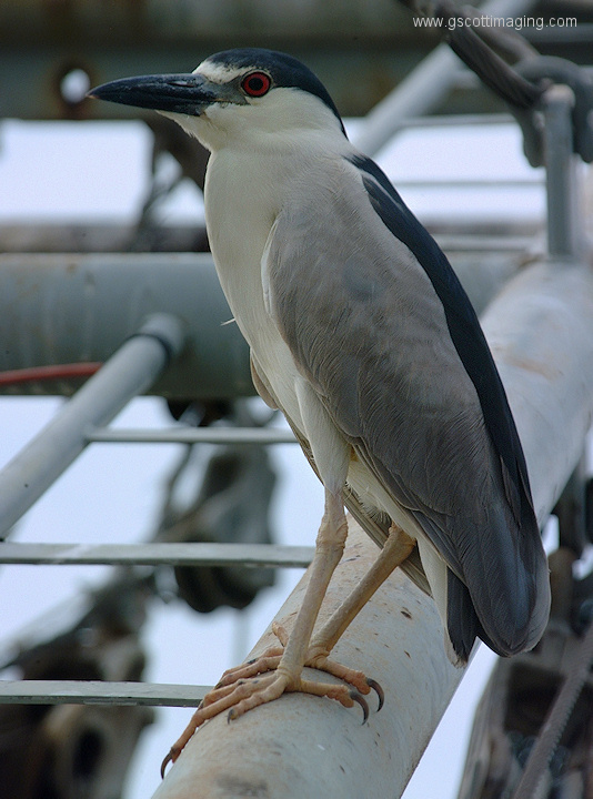 (08) Dscf1116.jpg   (534x720)   176 Kb                                    Click to display next picture