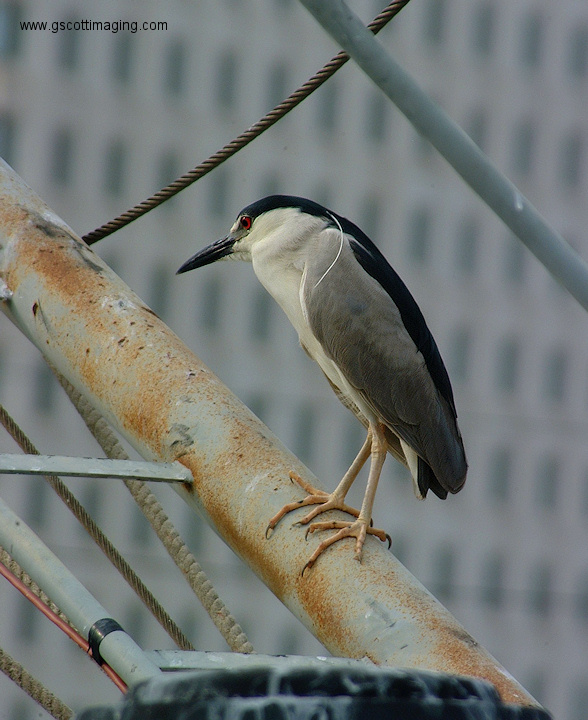 (09) Dscf1129.jpg   (588x720)   197 Kb                                    Click to display next picture