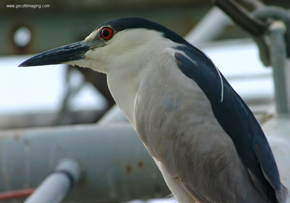 (10) Dscf1133.jpg   (1000x701)   324 Kb                                    Click to display next picture