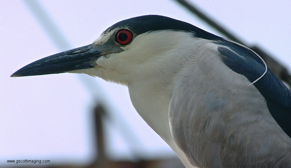 (11) Dscf1134.jpg   (1000x578)   312 Kb                                    Click to display next picture