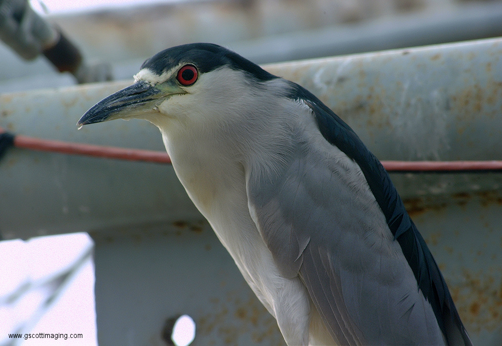 (12) Dscf1136.jpg   (1000x690)   309 Kb                                    Click to display next picture