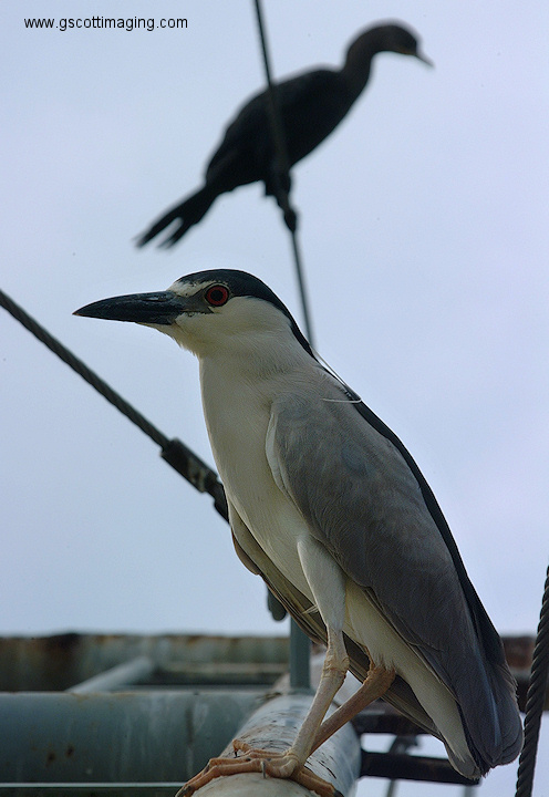 (14) Dscf1139.jpg   (496x720)   137 Kb                                    Click to display next picture