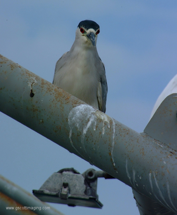 (16) Dscf1147.jpg   (593x720)   146 Kb                                    Click to display next picture