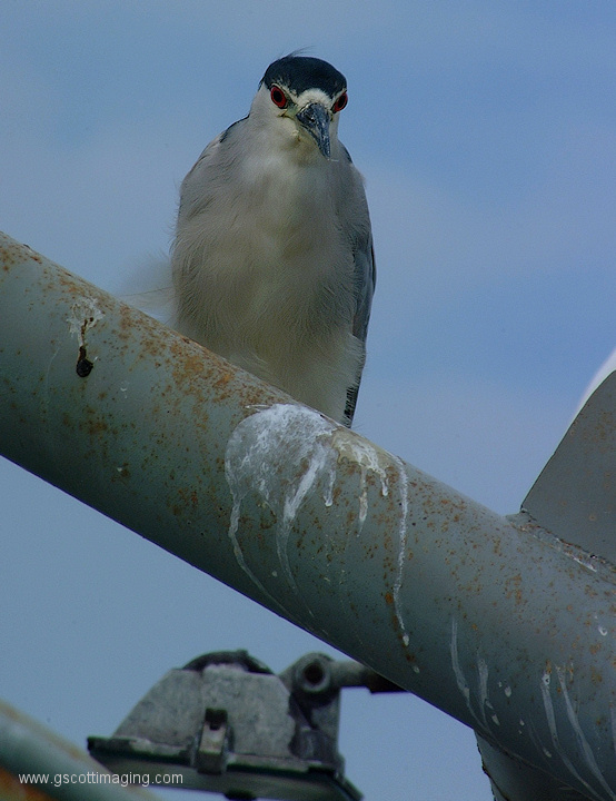 (17) Dscf1149.jpg   (554x720)   165 Kb                                    Click to display next picture